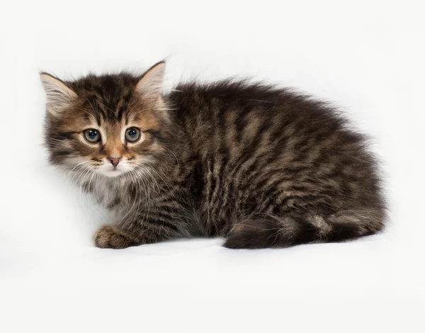 Fluffy siberiano rayas gatito sentado en gris —  Fotos de Stock