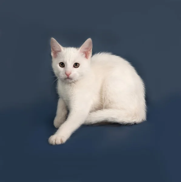 Petit chaton blanc assis sur gris — Photo