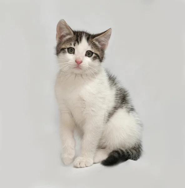 Gatito rayado y blanco sentado en gris —  Fotos de Stock