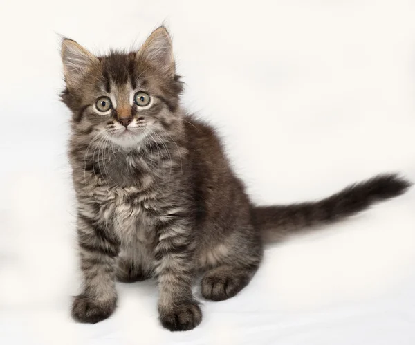 Siberiano esponjoso tabby gatito sentado en gris —  Fotos de Stock