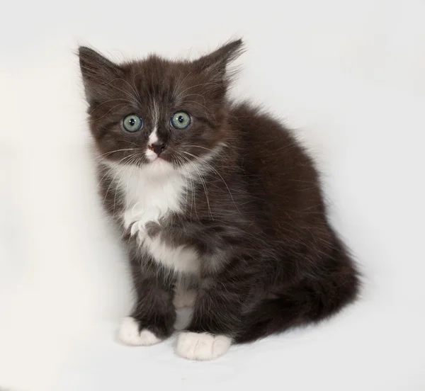 Siberian fluffy black and white kitten sitting on gray — Stock Photo, Image