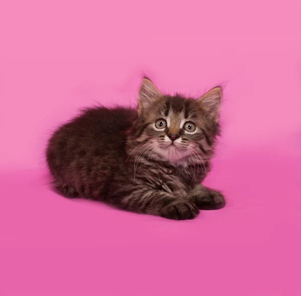 Siberian fluffy tabby kitten lies on pink — Stock Photo, Image
