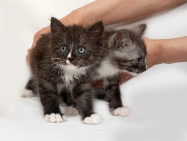 Два сибирских пушистых котенка, стоящих на сером — стоковое фото