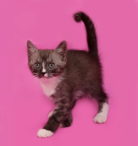 Siberian fluffy tabby kitten going on pink — Stock Photo, Image