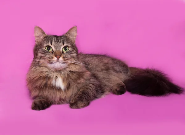 Пушистый кот лежит на розовом — стоковое фото