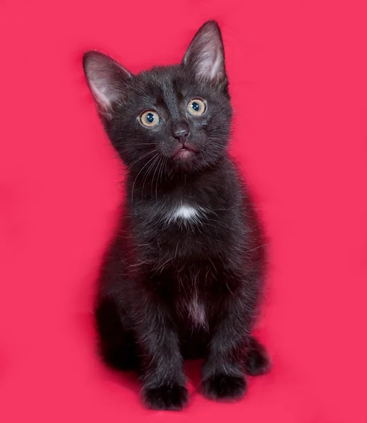Kleine zwarte kitten zittend op rood — Stockfoto