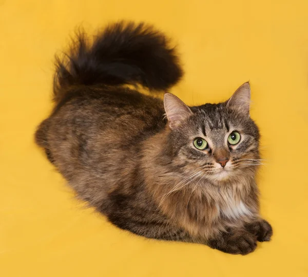 Fluffy tabby cat lies on yellow — Stock Photo, Image