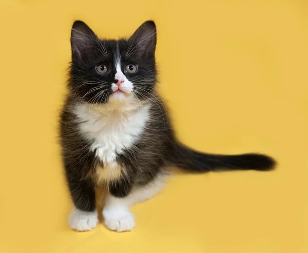 Kleine pluizig zwart-wit kitten zittend op geel — Stockfoto