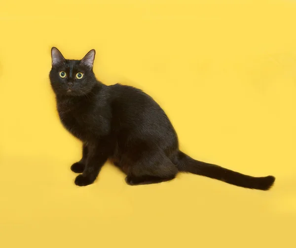 Чёрный кот сидит на жёлтом — стоковое фото