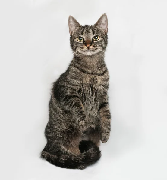 Randig katt sitter på grå — Stockfoto