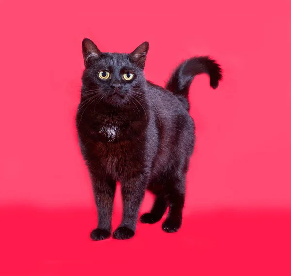 Black cat standing on red — Stock Photo, Image