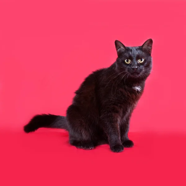 Kucing hitam duduk di merah — Stok Foto