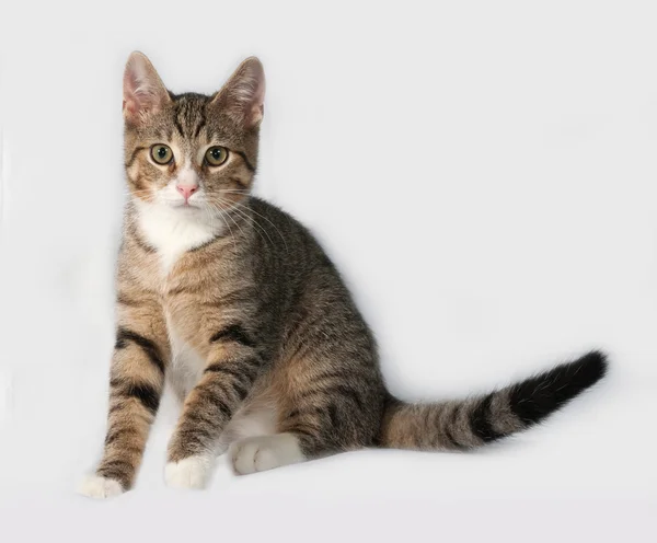 Gestreiftes und weißes Kätzchen sitzt auf grau — Stockfoto