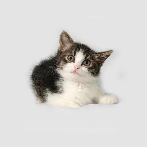 Striped en witte kitten ligt op grijs — Stockfoto