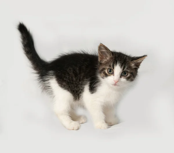 条纹和白色的小猫站在灰色 — 图库照片