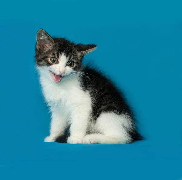 Striped and white kitten sitting on blue — Stock Photo, Image
