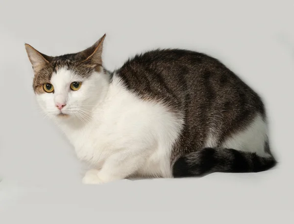 Tabby e gato branco sentado em cinza — Fotografia de Stock