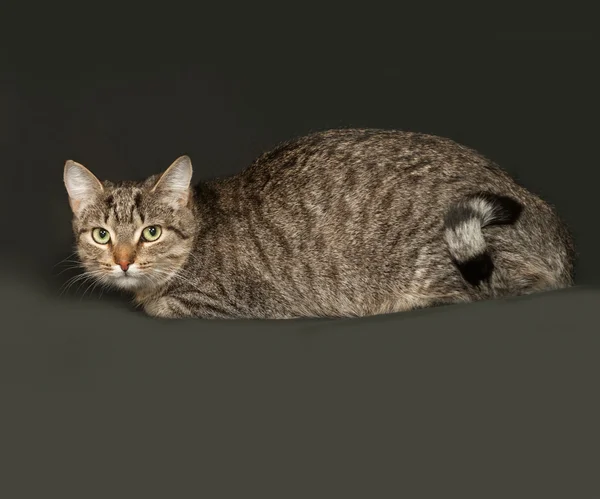 Striped gray cat sitting on dark gray — Stock Photo, Image