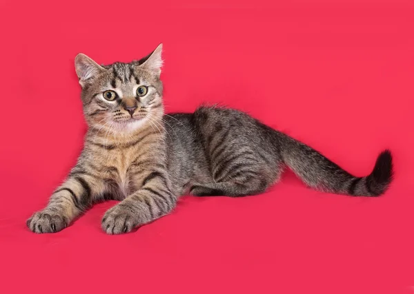 Gatito rayado acostado sobre rojo — Foto de Stock