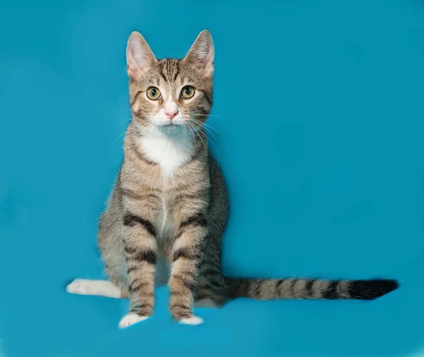 Tabby kitten zittend op blauw — Stockfoto