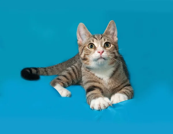 Tabby chaton se trouve sur bleu — Photo