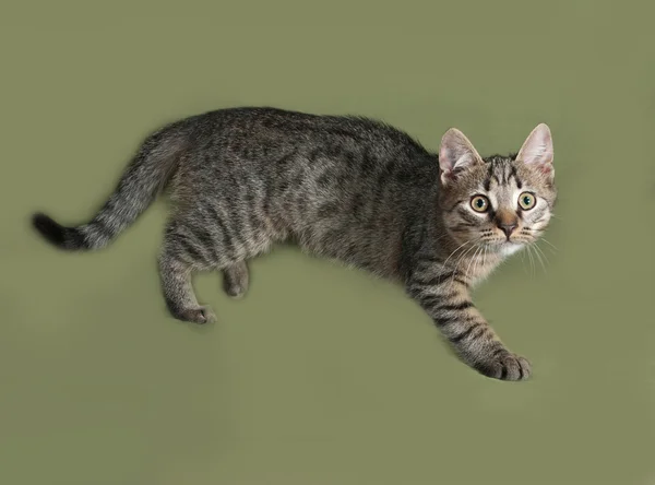 Смугастий кошеня збирається на зеленому — стокове фото