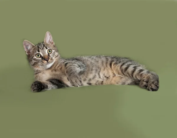 Полосатый котёнок лежит на зелёном — стоковое фото
