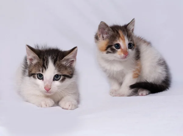 Weiße und gestreifte Kätzchen liegen auf grau — Stockfoto