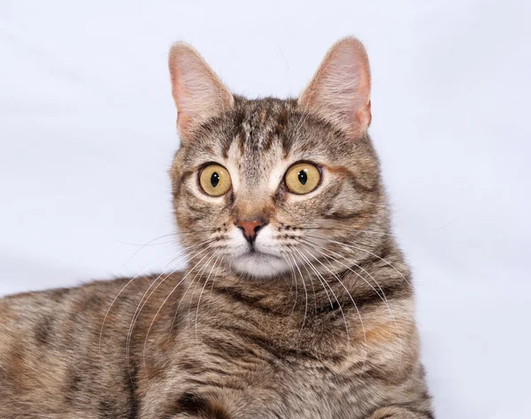 Tricolor gestreepte kat ligt op grijs — Stockfoto