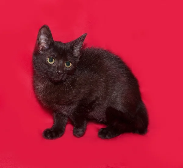 Petit chaton noir assis sur rouge — Photo