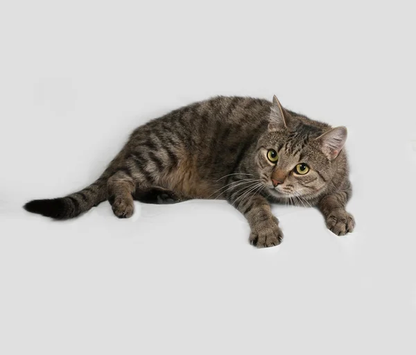 Tabby and white cat lying on gray — Stock Photo, Image