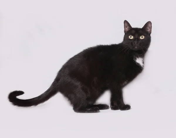 Черно-белый кот сидит на сером — стоковое фото