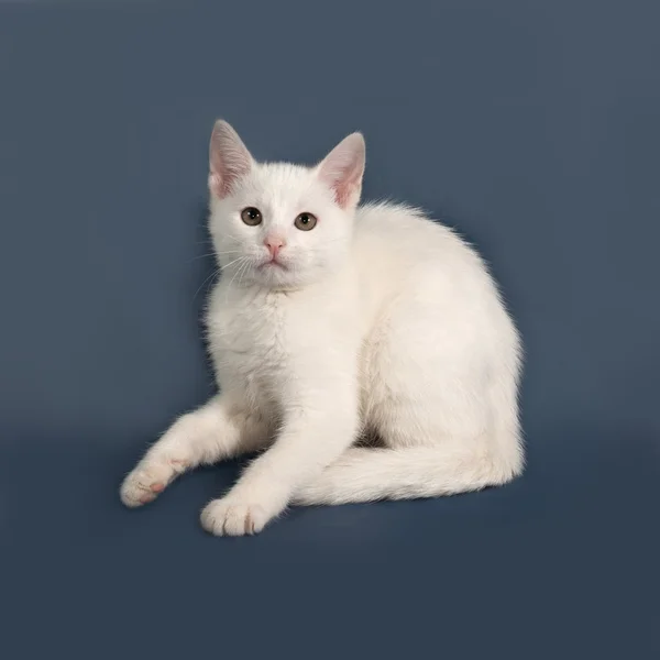 Pequeno gatinho branco sentado no cinza — Fotografia de Stock