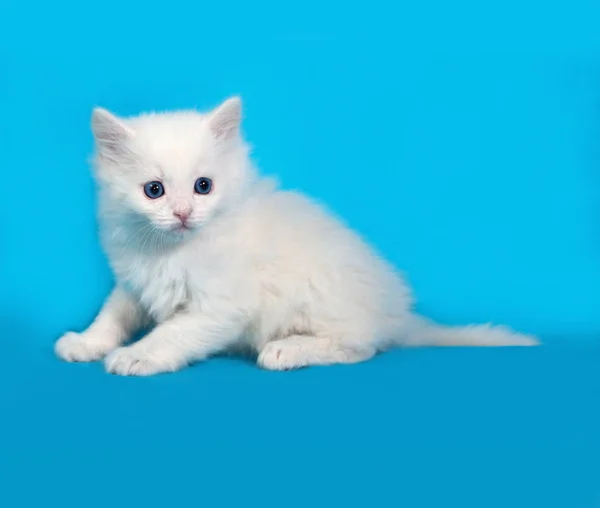Белый пушистый котенок сидит на голубом — стоковое фото