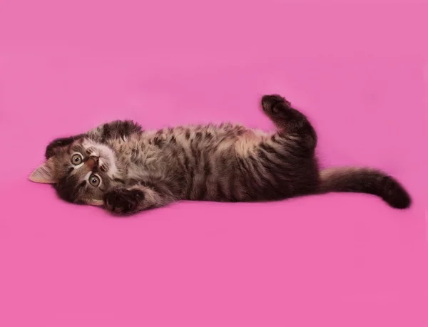 Nadýchané tříbarevné kotě sibiřské hraje na růžové Stock Fotografie