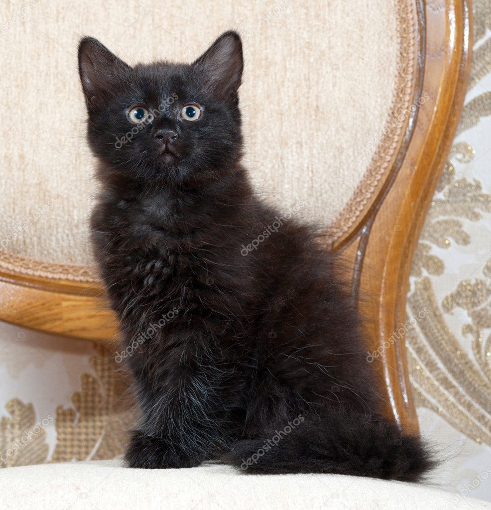 Petit Chat Noir Et Blanc Moelleux Assis Sur La Chaise