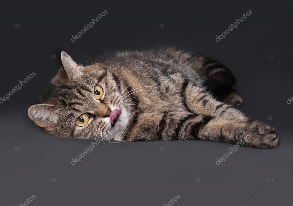 Chaton Raye Sur Fond Noir Photographie Darzyhanna C