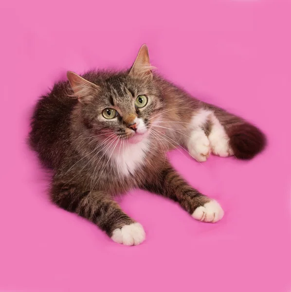 Fluffy gray and white cat lying on pink — Stock Photo, Image