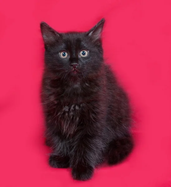Petit chaton moelleux noir assis sur rouge — Photo