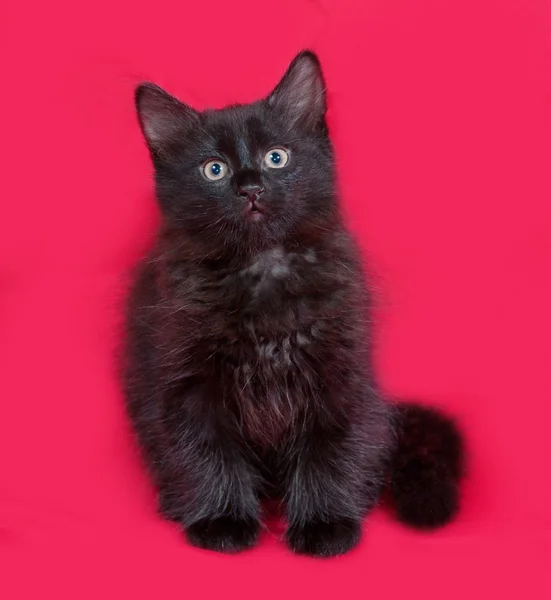 Pequeno gatinho fofo preto sentado no vermelho — Fotografia de Stock