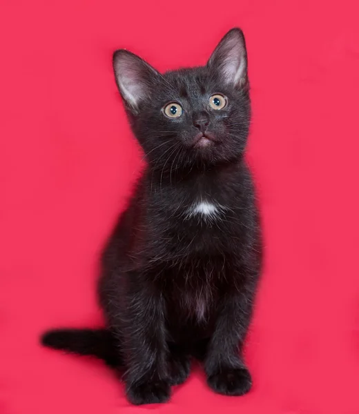 Malé černé kotě sedící na červené — Stock fotografie