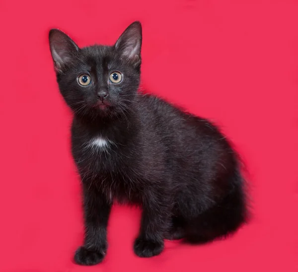 Kleine zwarte kitten zittend op rood — Stockfoto