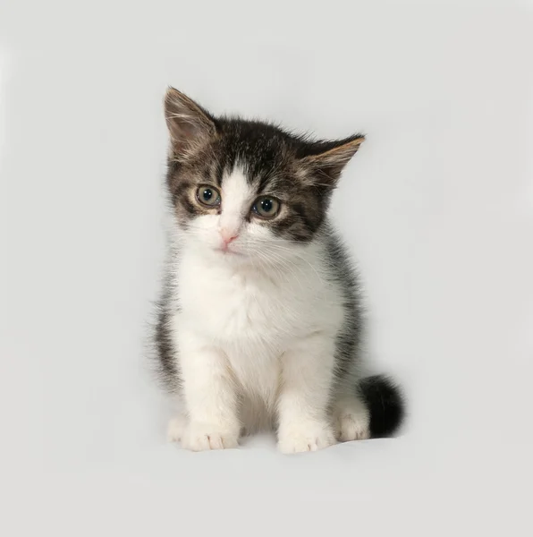 Striped and white kitten sitting on gray — Stock Photo, Image