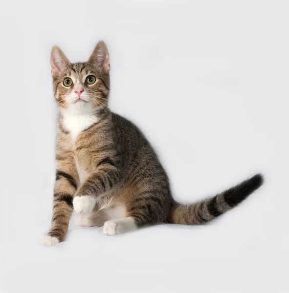 Gri üzerine oturan tabby yavru kedi — Stok fotoğraf