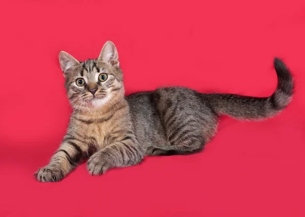 Striped kitten lies on red — Stock Photo, Image