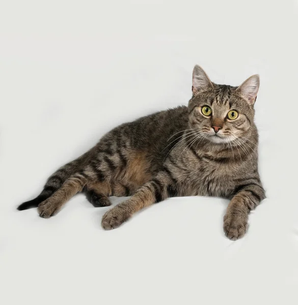 Tabby and white cat lying on gray — Stock Photo, Image