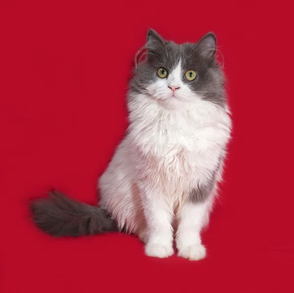 Fluffy gray and white kitten sitting on red — Stock Photo, Image