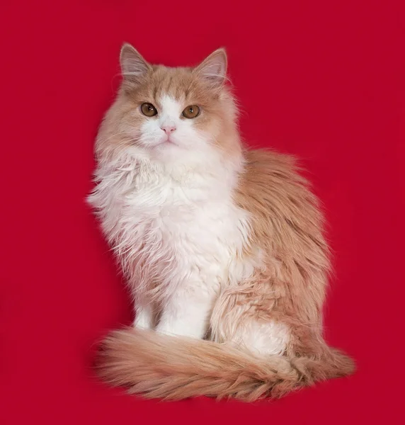 Fluffy gatinho vermelho e branco sentado no vermelho — Fotografia de Stock