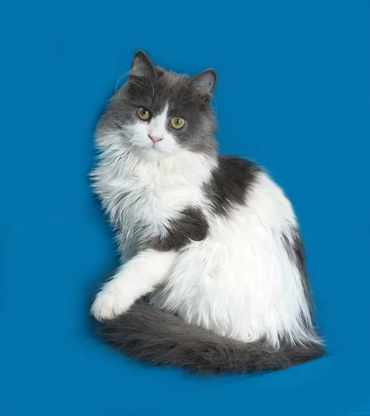 Mavi üzerinde oturan, kabarık gri ve beyaz yavru kedi — Stok fotoğraf