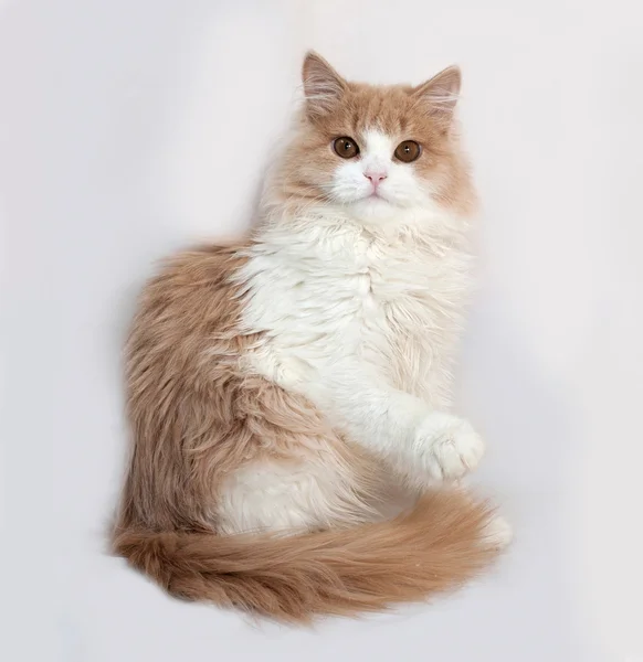 Fluffy red and white kitten sitting on gray — Stock Photo, Image